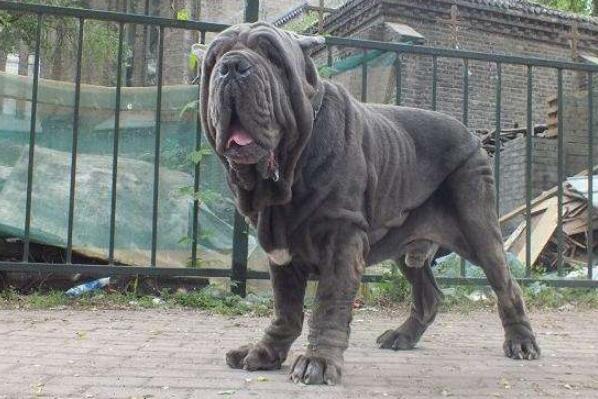 世界十大最危險(xiǎn)猛犬，世界猛犬有哪些？